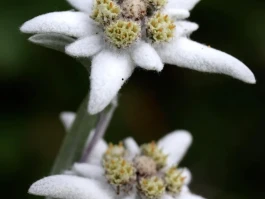 Edelweiss: What the hell is it, why is it everywhere, and does it even matter?