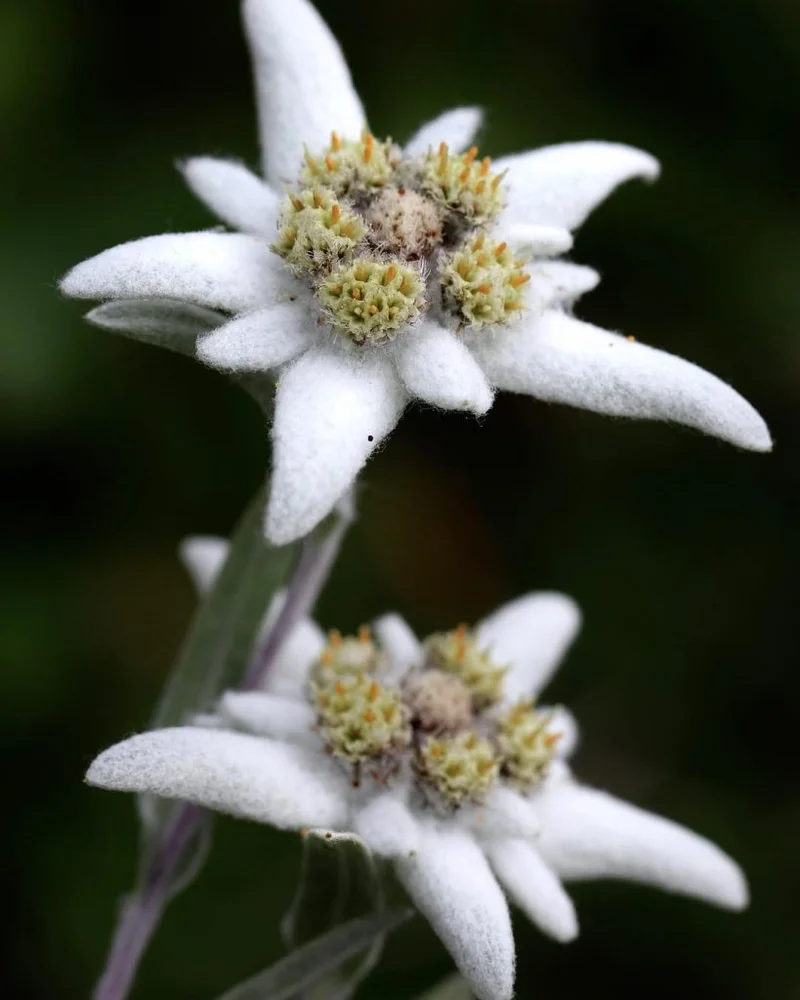 Edelweiss: What the hell is it, why is it everywhere, and does it even matter?
